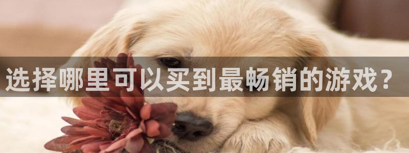 辉达娱乐游戏：选择哪里可以买到最畅销的游戏？